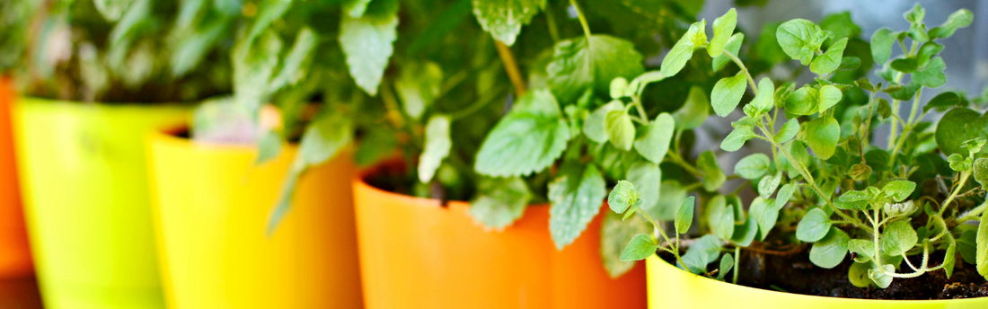 Indoor Herb Pot Inspiration for Your Kitchen
