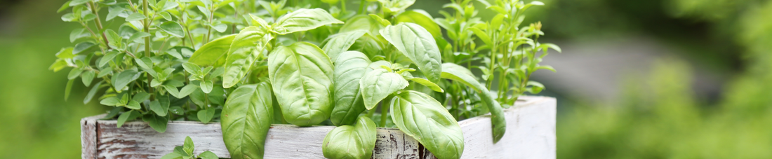 Herbs for Dogs - which are safe?