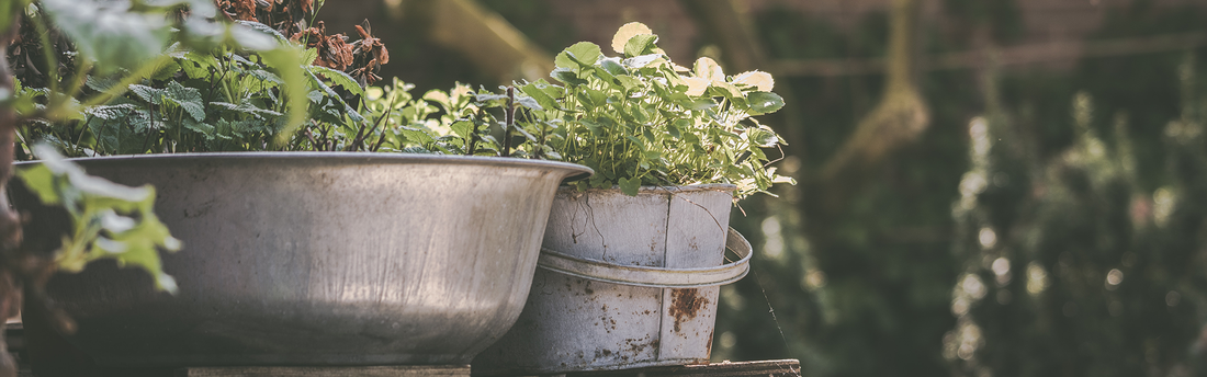 Perennial Herbs: The Eternals of Your Herb Garden