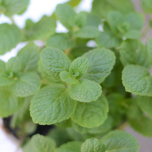 Apple Mint