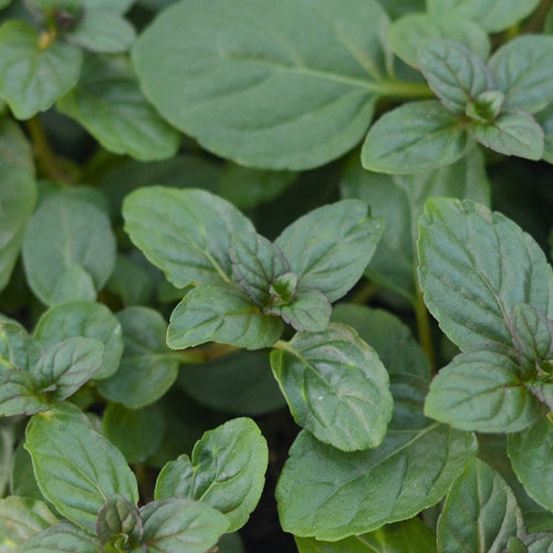 Chocolate Mint