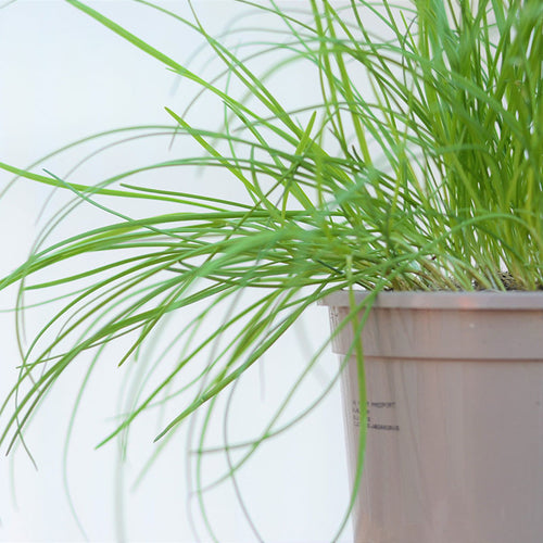 Garlic Chives