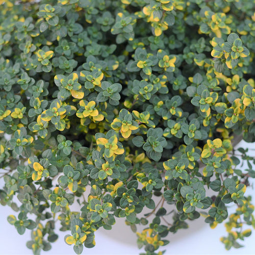 Golden Thyme