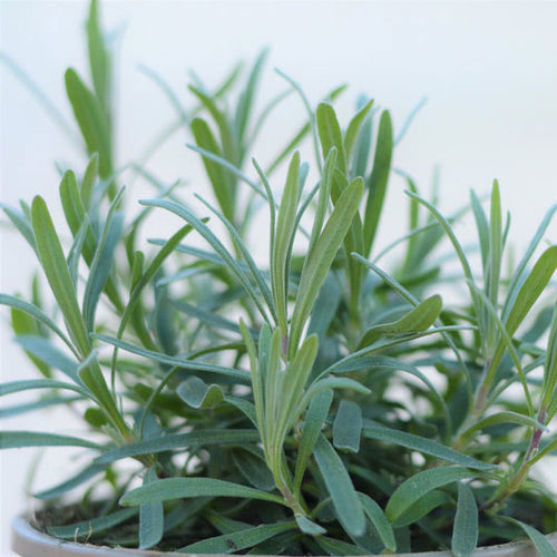Lavender Rosea 2L