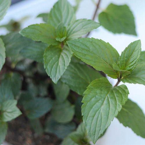 Peppermint