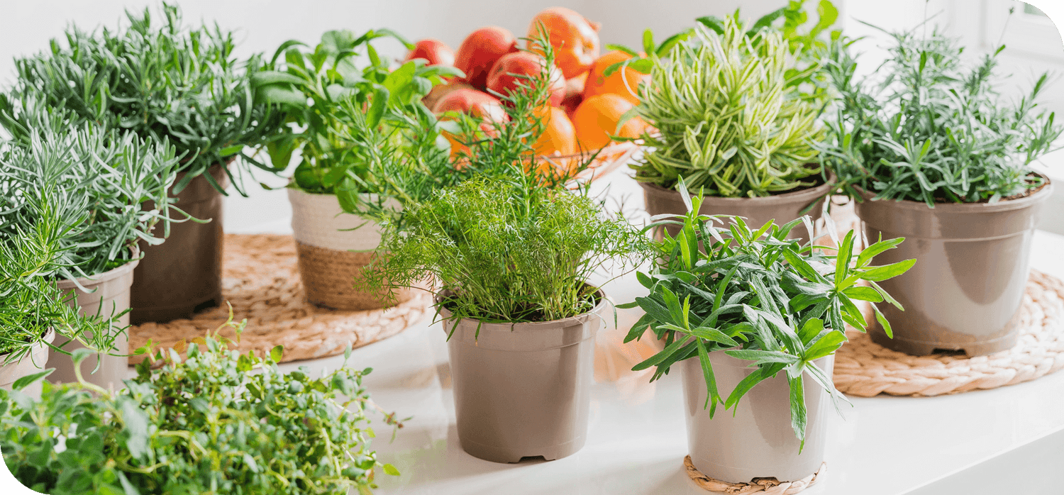 Buy Potted Herb Plants for Sale Chichester | Season Herbs