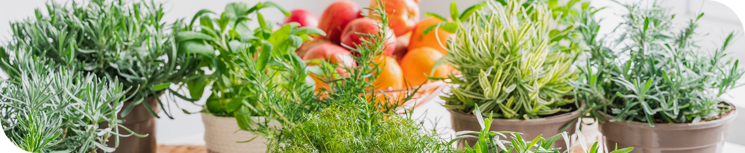 Colourful Collection of Herb Plants in Pots | Season Herbs