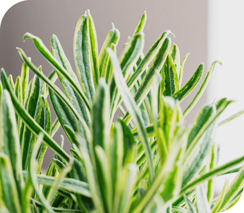 Close Up of Kitchen Plant | Season Herbs