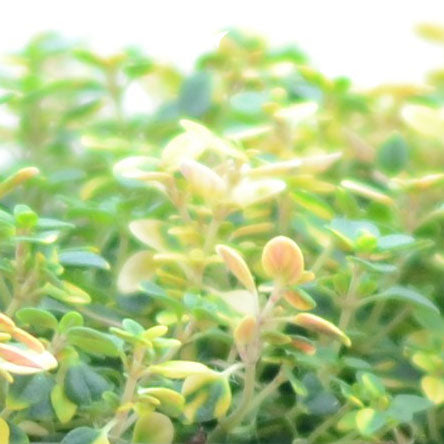 Lemon Thyme