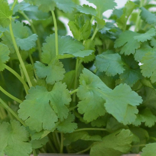 Coriander