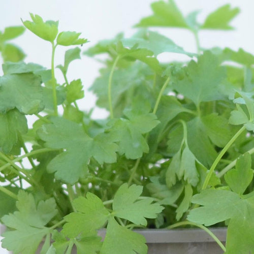 Flat Leaf Parsley