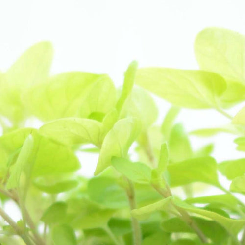 Golden Oregano