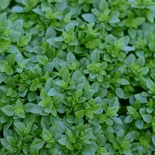 Greek Basil