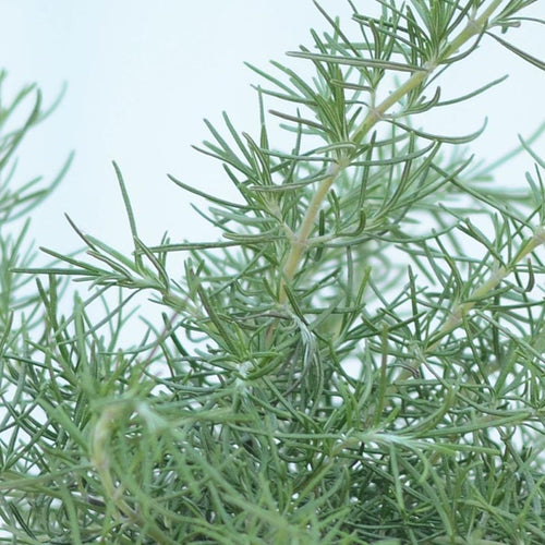 Green Ginger Rosemary