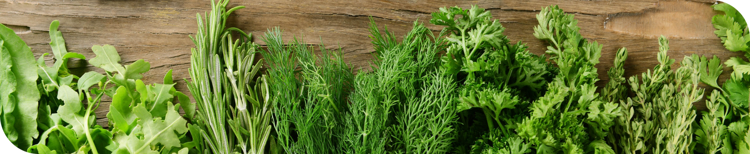 Tips of Various Kitchen Herbs, Freshly Harvested | Season Herbs