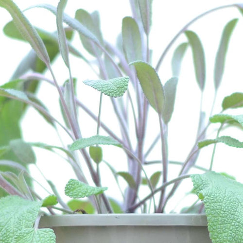 Purple Sage