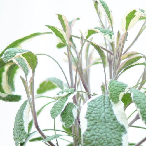 Tricolour Sage