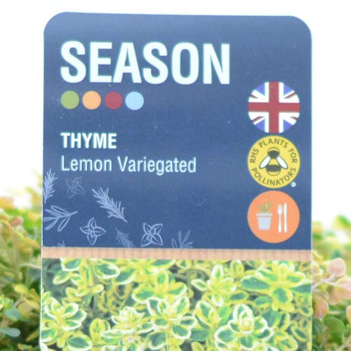 Variegated Lemon Thyme