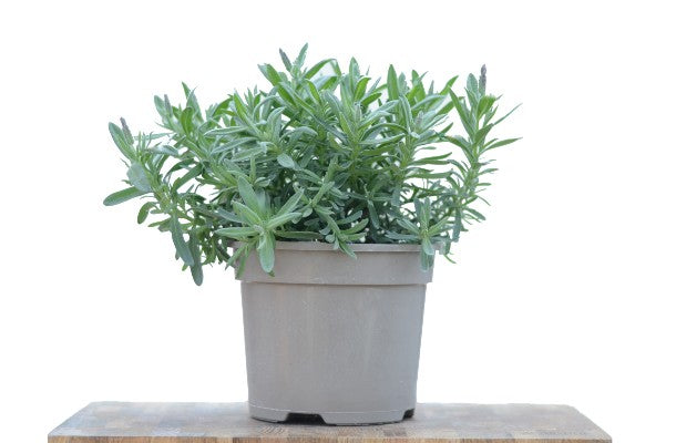 Lavender Stoechas (French Lavender)