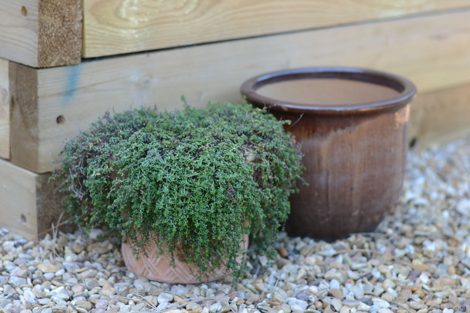 Two Pots One with Creeping Red Thyme | Season Herbs