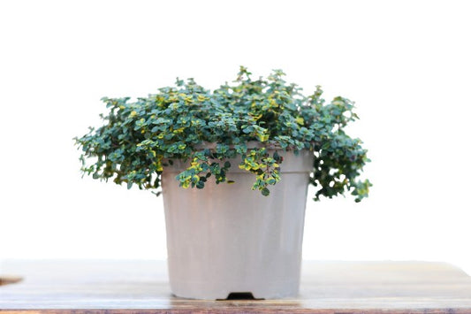 Single Golden Thyme Plant in Starter Pot | Season Herbs