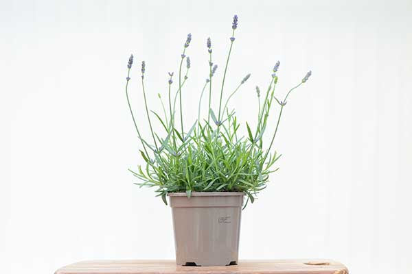 Lavender Hidcote