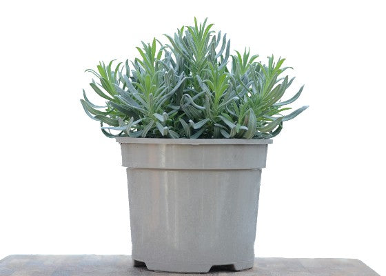 Lavender Grosso