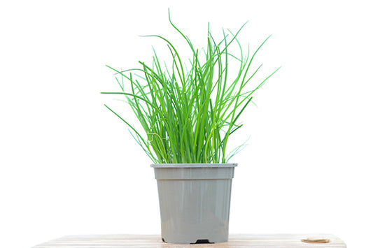 Chives in a Planter with White Background, Chives Plants for Sale | Season Herbs