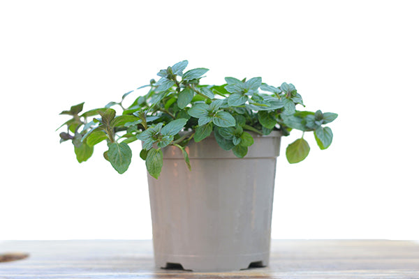 Chocolate Mint Plants for Sale Buy Online Season Herbs