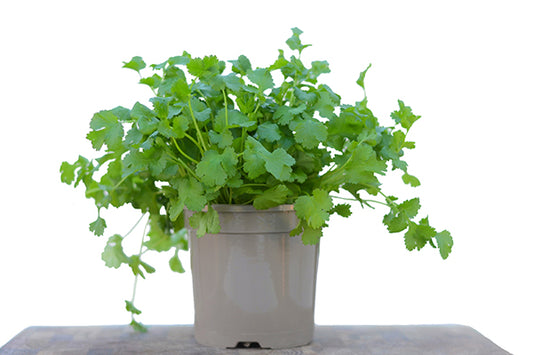 Coriander in a Planter, Buy Coriander Plant | Season Herbs