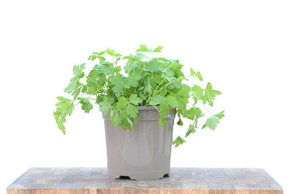 Flat Leaf Parsley in a planter