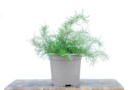 Green Ginger Rosemary in a planter