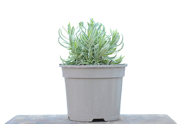 Lavender Platinum Blonde 2L in a planter