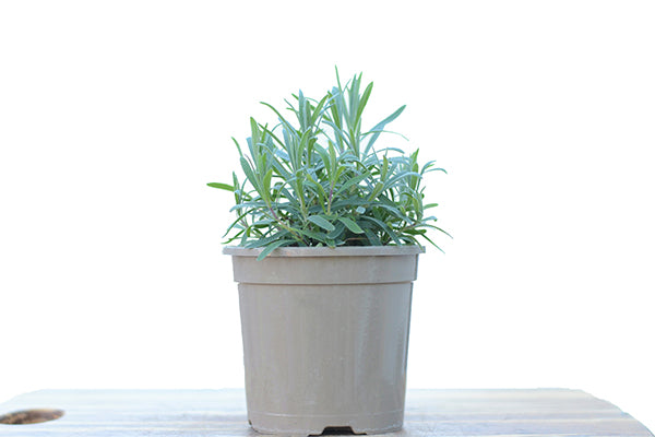 Lavender Rosea 2L in a planter