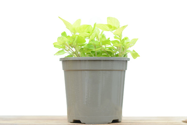 Golden Oregano in a planter