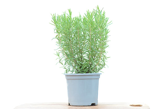 Rosemary in a planter