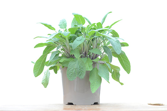 Sage in a Planter with White Background, Sage Plants for Sale | Season Herbs