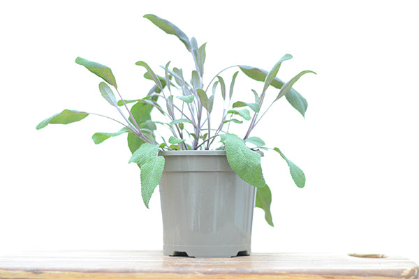 Purple Sage in a planter