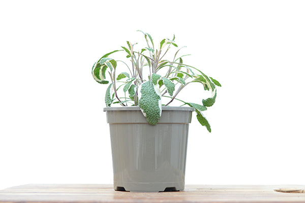 Tricolour Sage in a planter