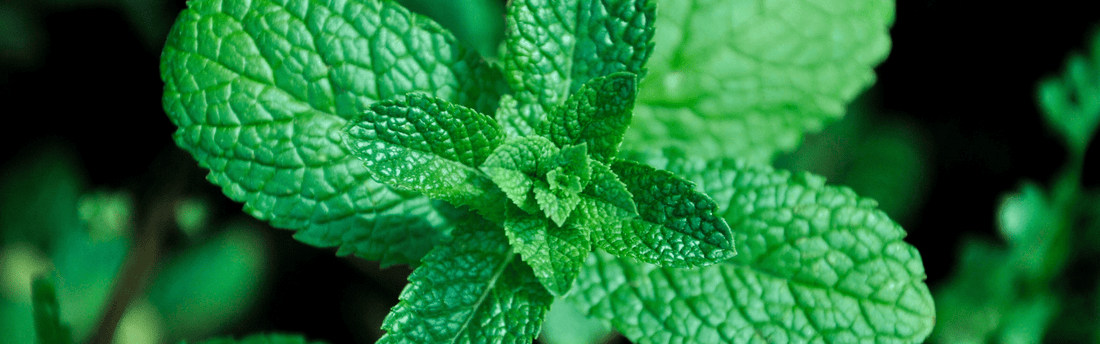 Discovering Mint: A Guide to 5 Types and Their Uses