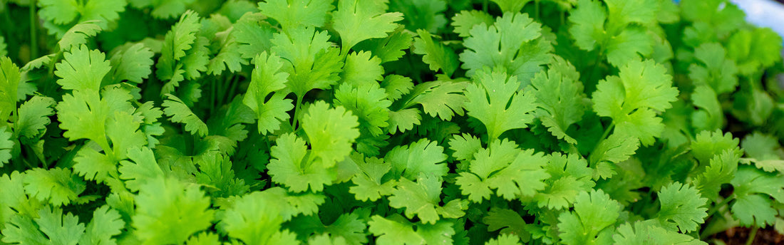 Herb of the Month : Coriander