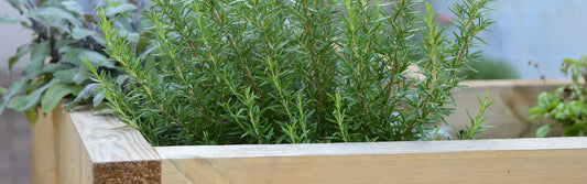 Spring Garden Menu: Herbs to Enhance Your Cooking this Spring