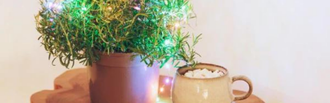 How to Care for Your Rosemary Christmas Tree