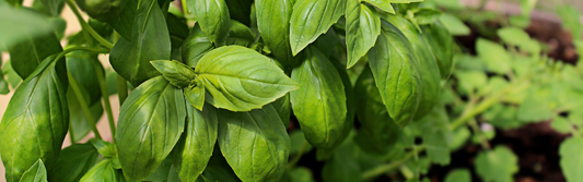 Growing herbs indoors