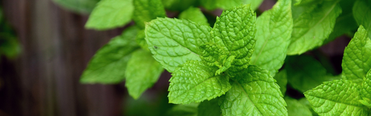 How to Harvest Mint | Season Herbs