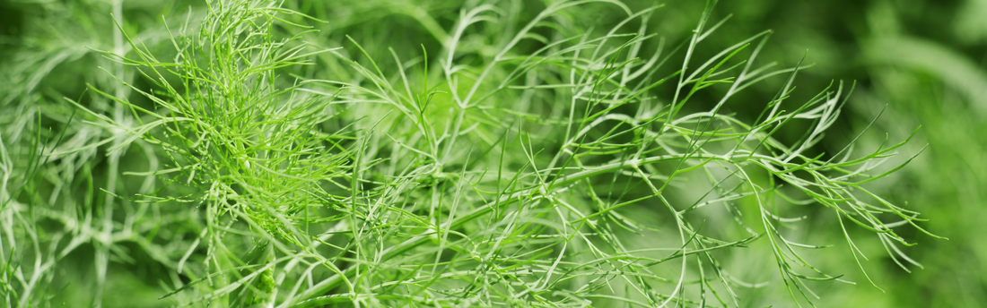 How to Harvest Fennel | Season Herbs