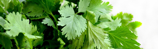 How to Harvest Parsley | Season Herbs