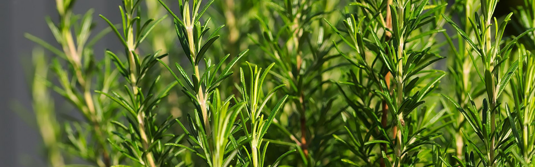 How to Harvest Rosemary | Season Herbs