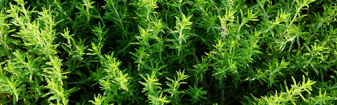How to Harvest Thyme Herb Plant | Season Herbs