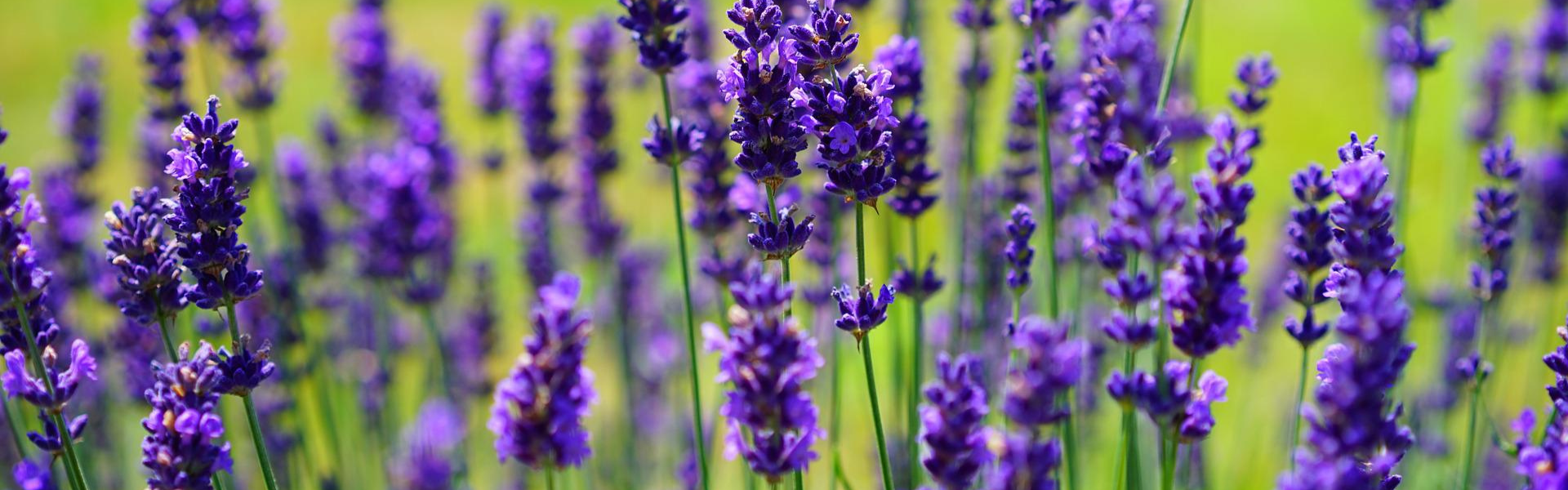 How to Prune Lavender & Harvest it | Season Herbs